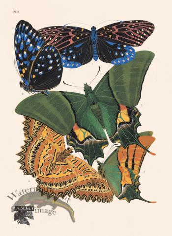 Seguy Butterfly 06